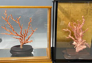 枝珊瑚　原木の商品写真